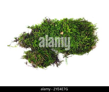 Part of green moss on white background, top view Stock Photo