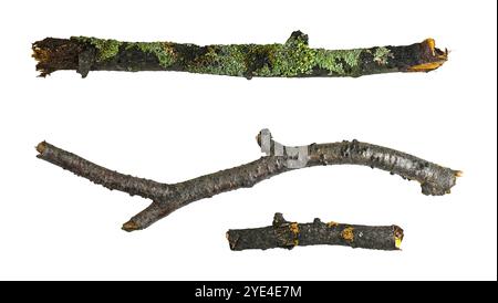 Three broken wooden branches with moss isolated on white, clipping path, Stock Photo