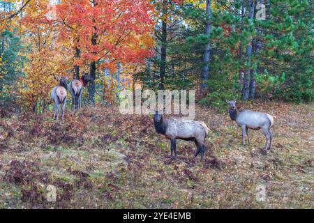 Bull elk during the rut in Clam Lake, Wisconsin. Stock Photo