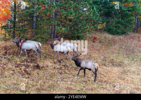 Bull elk and his harem in Clam Lake, Wisconsin. Stock Photo