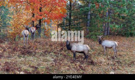 Bull elk during the rut in Clam Lake, Wisconsin. Stock Photo