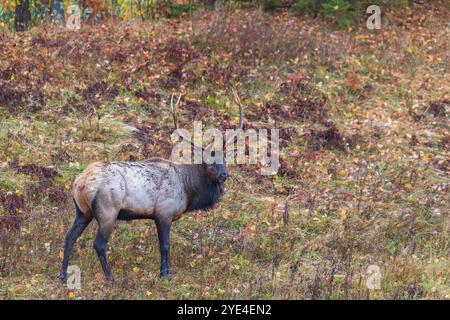 Bull elk during the rut in Clam Lake, Wisconsin. Stock Photo