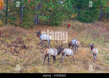 Bull elk  and his harem during the rut in Clam Lake, Wisconsin. Stock Photo