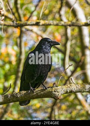 Carrion crow, Corvus corone perched on a tree branch, Northumberland, UK Stock Photo
