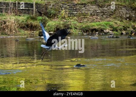 Grey Heron in flight over shallow flowing water (long-legged wader, sharp pointed beak & bill, wings being flapped) - Yorkshire Dales, England, UK. Stock Photo