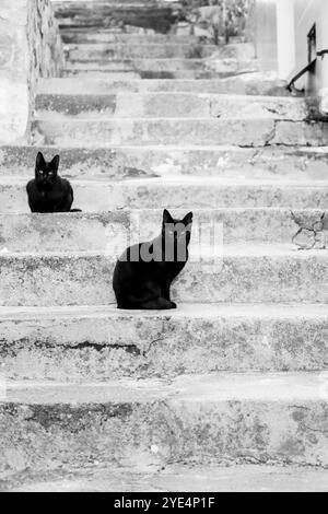 Cats rest on stone steps in a beautiful Greek courtyard Stock Photo - Alamy
