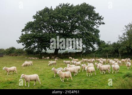 A flock of sheep roams freely in a verdant field enveloped by a soft, misty ambiance on the Isle of Purbeck, Dorset, England, UK Stock Photo