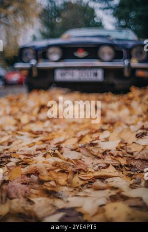 Golden autumn leaves covering car windshield with reflection of trees ...