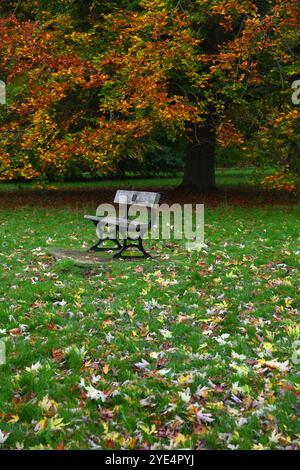 Bench in the park in autumn Stock Photo