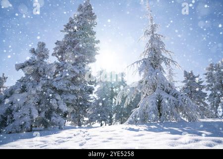 Snow covered trees. Winter forest. Stock Photo