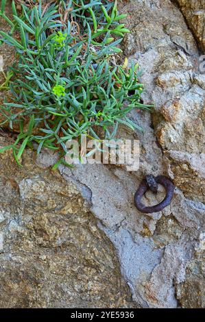 A succulent growing out of rocks and an old rusty boat mooring ring Stock Photo