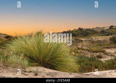 Close up of large clump of Dune Grass or Marram Grass, Ammophila arenaria, with sharp leaves and in the background eroded dunes by weather and wind du Stock Photo