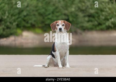 Beagle dog sitting on the sand by the river and looking at the camera Stock Photo