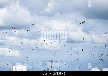 Numerous seagulls soar through the air, creating a dynamic display against a backdrop of clouds and an industrial landscape. The scene captures nature Stock Photo