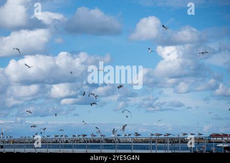 A flock of seagulls soars gracefully over a harbor, showcasing their wings against a backdrop of puffy clouds in a bright blue sky on a sunny day. Stock Photo