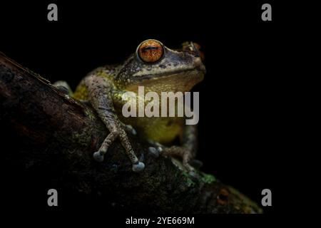 Close-up portrait of the highly endemic and endangered Munnar bush frog sitting on a mossy branch against a black background during the monsoon months Stock Photo