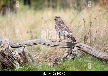 Common buzzard (Buteo buteo) perched on a fallen dead branch Stock Photo