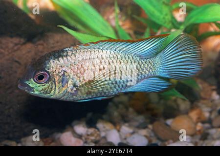 Buntbarsche in der Aquaristik Blaupunktbuntbarsche in größeren Aquarien