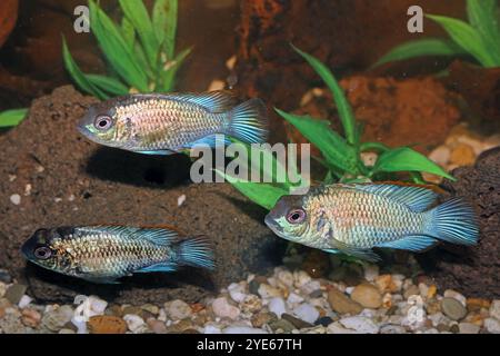Buntbarsche in der Aquaristik Blaupunktbuntbarsche in größeren Aquarien