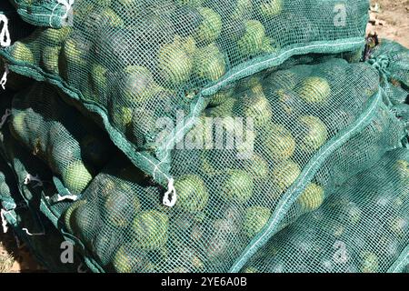 Black Walnuts, Juglans Nigra, gathered in the fall of the year, ready to sell or to hull and harvest for healthy, organic treat. Stock Photo