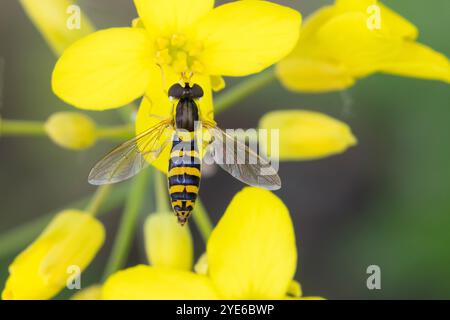 hoverfly (Sphaerophoria spec.), sits on flowers of a cruciferous plant, Germany Stock Photo
