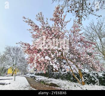 saucer magnolia (Magnolia x soulangiana, Magnolia soulangiana, Magnolia x soulangeana, Magnolia soulangeana), flowering in the snow, damage to the flo Stock Photo