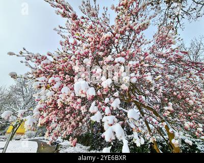 saucer magnolia (Magnolia x soulangiana, Magnolia soulangiana, Magnolia x soulangeana, Magnolia soulangeana), flowering in the snow, damage to the flo Stock Photo