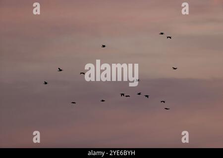 pygmy cormorant (Phalacrocorax pygmeus, Microcarbo pygmaeus), swarm in the evening sky, Greece Stock Photo