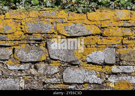 Old wall overgrown with lichen, Germany Stock Photo