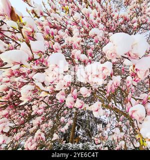 saucer magnolia (Magnolia x soulangiana, Magnolia soulangiana, Magnolia x soulangeana, Magnolia soulangeana), flowering in the snow, damage to the flo Stock Photo