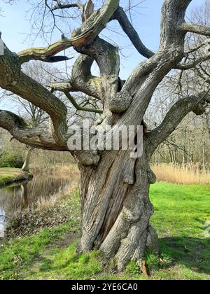 oak (Quercus spec.), Gnarled, twisted oak, without leaves, Niederlande Stock Photo