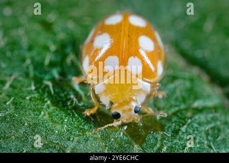 ladybird beetle (Vibidia duodecimguttata), on a leaf, front view, Germany Stock Photo
