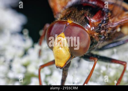 Hornet mimic hoverfly (Volucella zonaria, Volucella zonalis), portrait, Germany Stock Photo