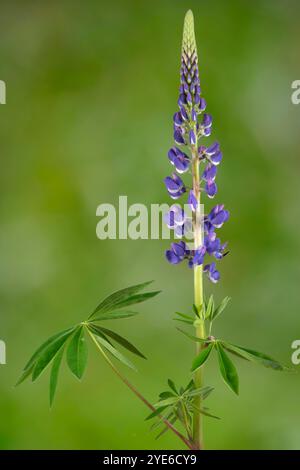 bigleaf lupine, many-leaved lupine, garden lupin (Lupinus polyphyllus), blooming, Austria, Tyrol Stock Photo
