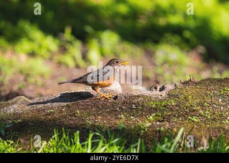 black-breasted thrush (Turdus dissimilis), female sitting on a branch, China, Yunnan, Gaoligongshan Mountain Stock Photo