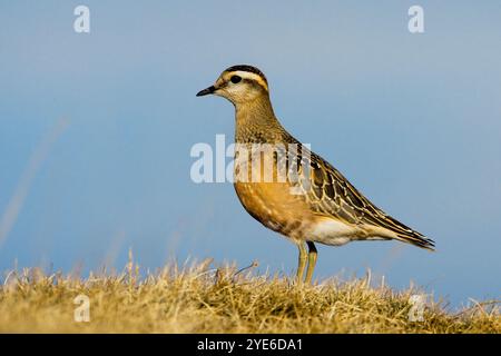 dotterel, Speedy dotterel, Eurasian dotterel  (Charadrius morinellus, Eudromias morinellus), juvenile Eurasian dotterel standing on a meadow, side vie Stock Photo