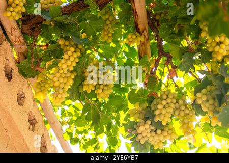 Green grapes with leaves on the vine, fresh fruits and famous from Turpan , Xinjiang, China, background, copy space Stock Photo