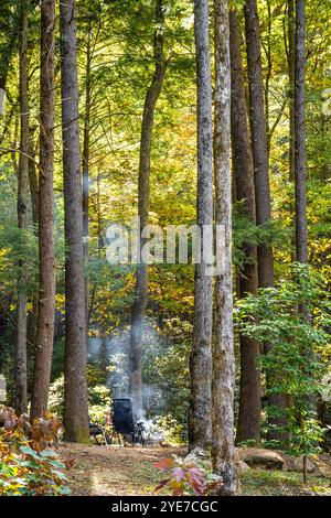 Campfire smoke ascending through tall trees with autumn foliage at Vogel State Park in Georgia's Blue Ridge Mountains. (USA) Stock Photo