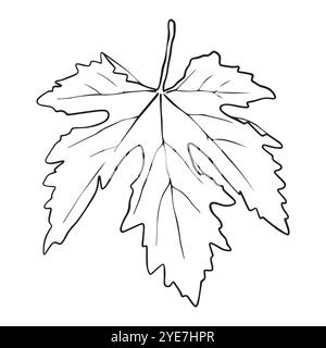 Grape leaf drawn in hand sketch style. Stock Vector