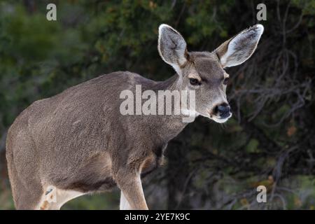 Young Mule Deer (Odocileus hemionus) walking, looking at camera. Grand Canyon National Park. Forest in background. Stock Photo