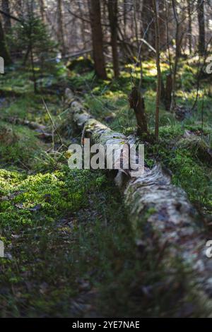 Birch tree fallen on the ground covered with green moss Stock Photo