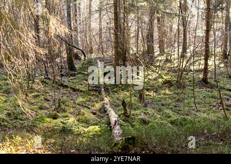 Birch tree fallen on the ground covered with green moss Stock Photo