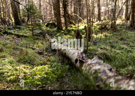 Birch tree fallen on the ground covered with green moss Stock Photo