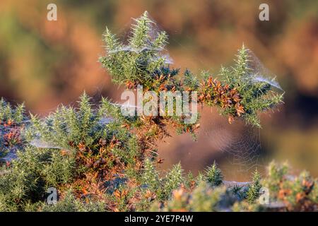 Cobwebs on Gorse bush in early morning light Stock Photo