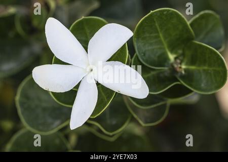 Natal plum (Carissa macrocarpa), Sicily, Italy, Europe Stock Photo