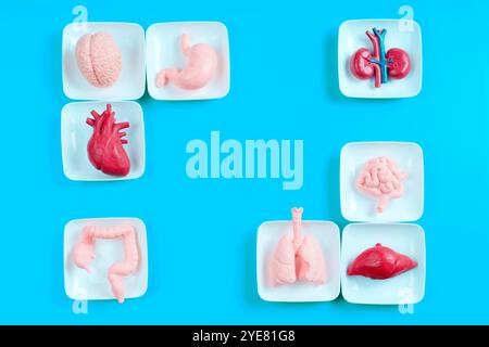 Creative display of model human organs including the brain, heart, lungs, stomach, intestines, and kidneys arranged on small plates against a bright b Stock Photo