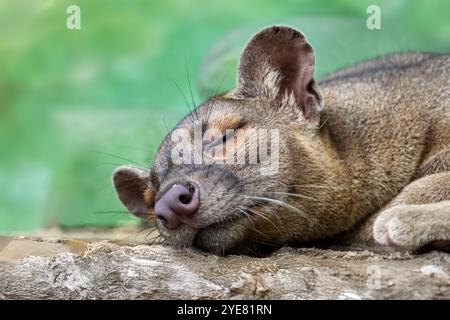 A sleeping Fossa, (Cryptoprocta ferox) Stock Photo