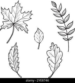 Various autumn leaves. Set sketches. Vector graphic line illustrations, hand drawn isolated. Black and white doodle of foliage. Forest plant, nature Stock Vector