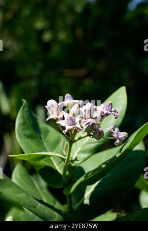 Akondo fast growing, evergreen with soft, large oval shaped gray green leaves with an odd heart shaped. The crown flower or giant milkweed. Giant Calo Stock Photo