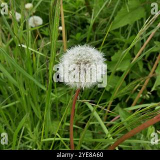 Dandelion clock in the green lawn. Pappus clad fruits on flower head of taraxacum rubicundum in spring Stock Photo